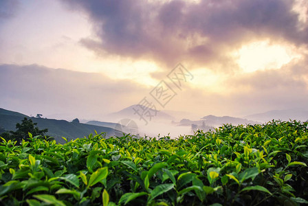 清晨令人惊叹的风景雾山和日出背景上的茶树特写镜头背景图片