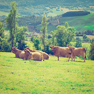 法国阿尔卑山草地的牛和公牛放牧图片