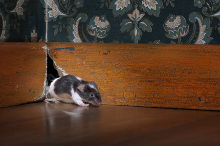 老鼠在豪华的老式龙卷风图片