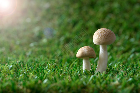 生长在柔软苔藓上的野蘑菇图片