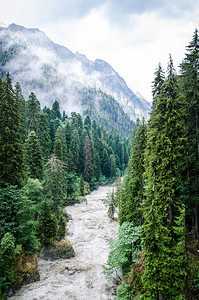 高树和山河图片