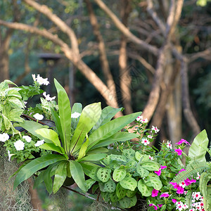 花园里有Fern和其图片