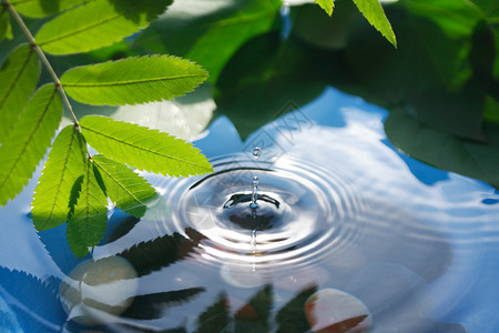 溅水上方绿叶的树枝特写图片