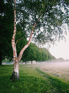 晨雾中平静的枫林大道图片