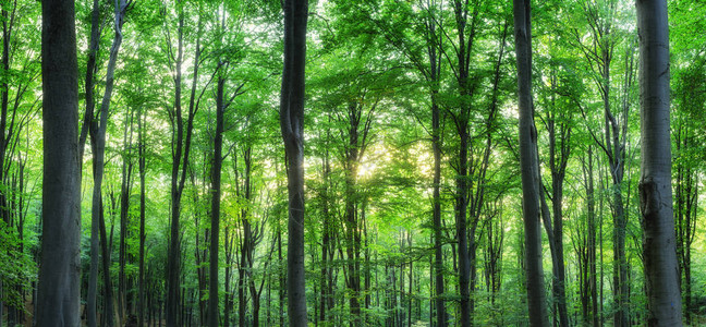 绿色山林的全景阳光照耀着树木背景日落图片