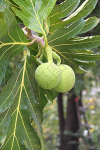 Breadfruit是产量最高的粮食植物之一图片