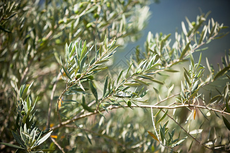 橄榄树分支水平过滤图像有图片