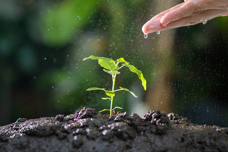 农业种植物植树苗人工培育和给生长在天然绿色本底肥沃土壤上的年轻植图片