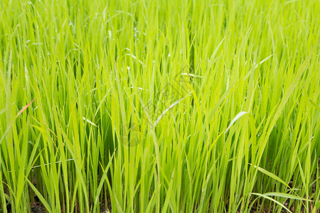 稻田里的水稻幼苗图片