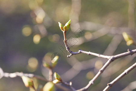 树枝上的第一个春芽图片