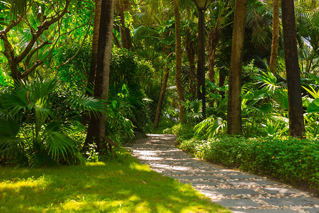 下午热带丛林的轨迹公园的热带森林的图片