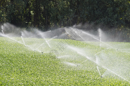 甘油田的喷洒器灌溉图片