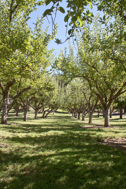 爱达荷州南部的苹果和梨园图片