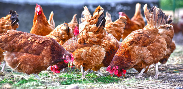 传统自由放养家禽农场的鸡图片