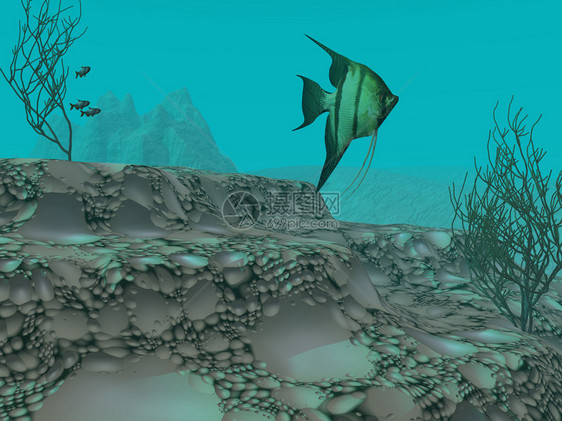 一条神仙鱼在湖床斑驳的地面上方的湖水中游弋Tetra鱼图片