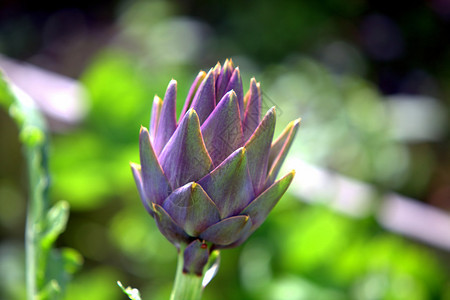 花园里的紫洋蓟图片