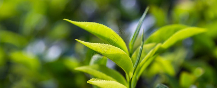 绿茶叶背景斯里兰卡山区灌图片