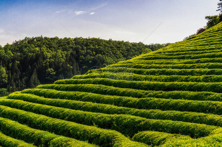 南韩波星的绿茶田整个山都图片