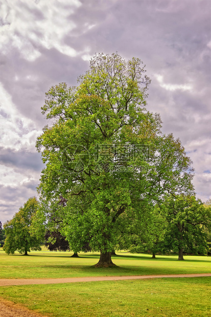 英国埃塞克斯郡奥德利端屋公园的大老枫树这是一座中世纪的县屋现在它受到英国遗产的保图片