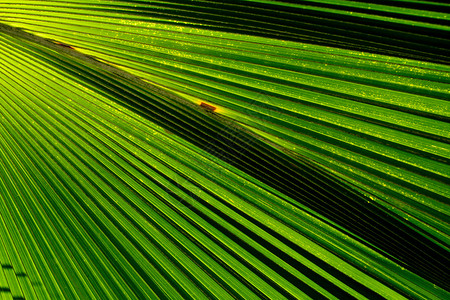 自然界中绿色棕榈叶的抽象图像背景图片