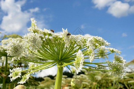 白花野生草本Heracleummantegaz图片