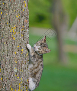 灰猫爬树图片