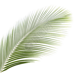 孤立在白色背景上的椰子叶背景图片