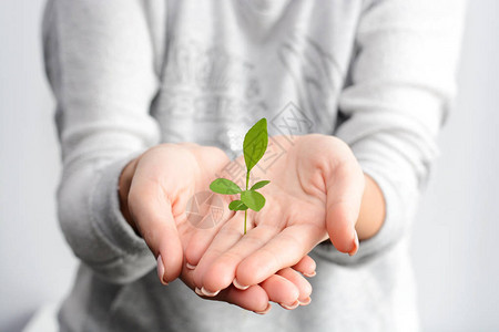 发芽的植物在女人手中长大背景图片