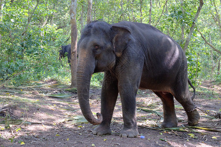 印度大象也被称为亚洲大象ElephasM图片