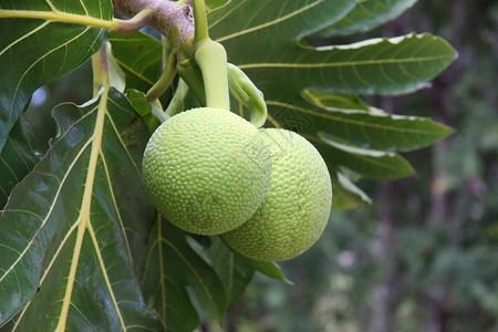 BreadfruitArtocarpusaltilis是草莓家族中图片