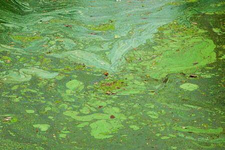 脏水上的绿藻图案图片