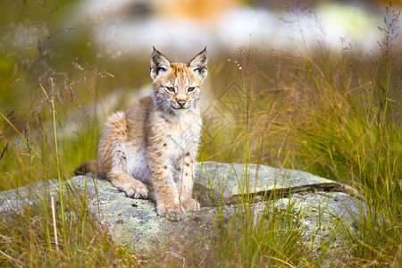 美丽的可爱的Lynx幼崽坐在青草地上一图片