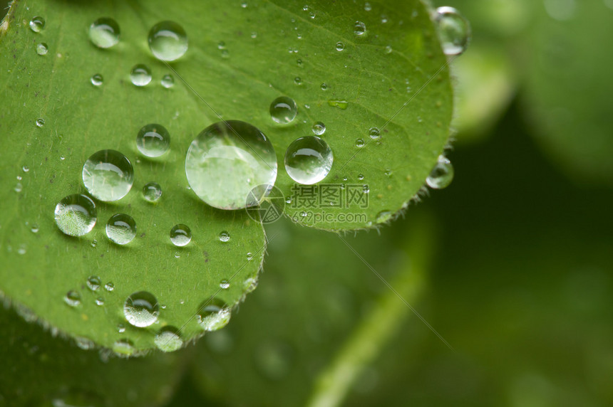 绿三叶草上雨滴的宏观特写图片