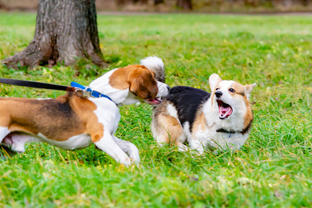 年轻精力充沛的狗走在草地上狗互相玩耍行为攻击咬人和叫声背景图片