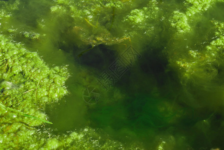池塘水中的绿藻图片