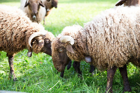 CurlyFursheep和NeckBell在图片