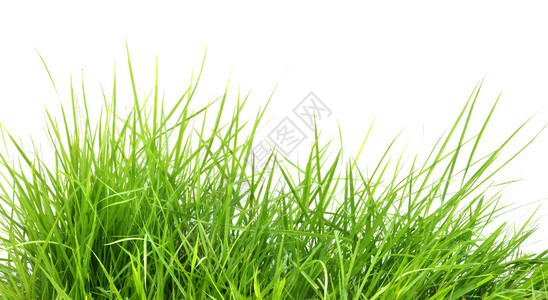 在白色背景隔绝的新鲜的春天绿草图片