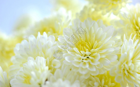 白菊花卉背景图片