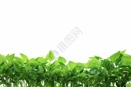 白色背景中胡椒幼苗的绿叶图片
