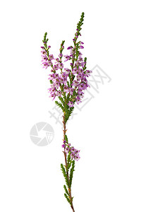白色背景的紫色花朵被图片