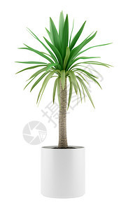 孤立在白色背景上的盆栽棕榈树图片