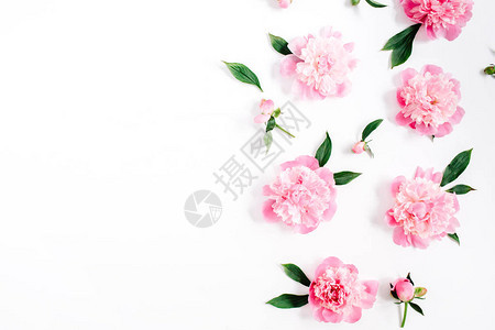 白色上粉红色牡丹花枝叶和花瓣的花朵图案图片