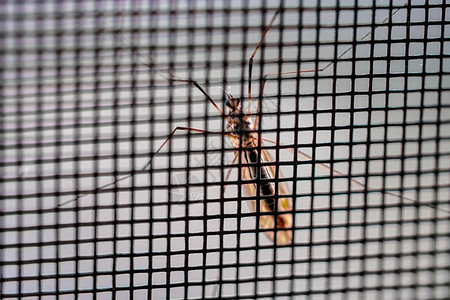 窗口屏幕上的蚊子图片