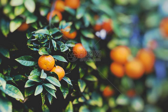 结满橘子的果树图片