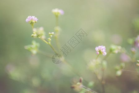 阳光下的小花坛图片