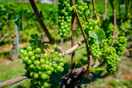 瑞士葡萄园成熟的白葡萄图片