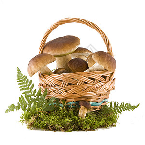 柳条篮中的牛肝菌蘑菇高清图片