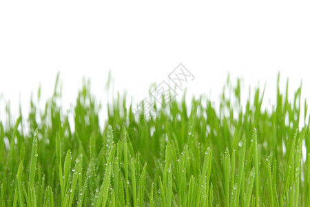 新鲜的绿草春天和复活节背景背景图片