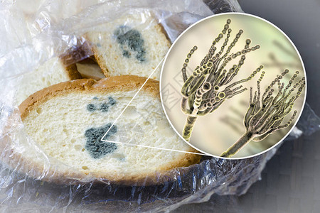 卷盘面包和近视真菌即面包模照片和3D图片
