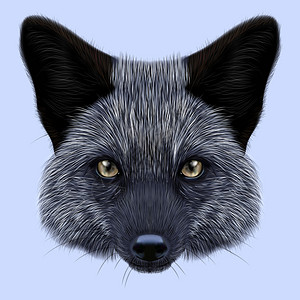 银狐狸的肖像蓝色背景的狐图片